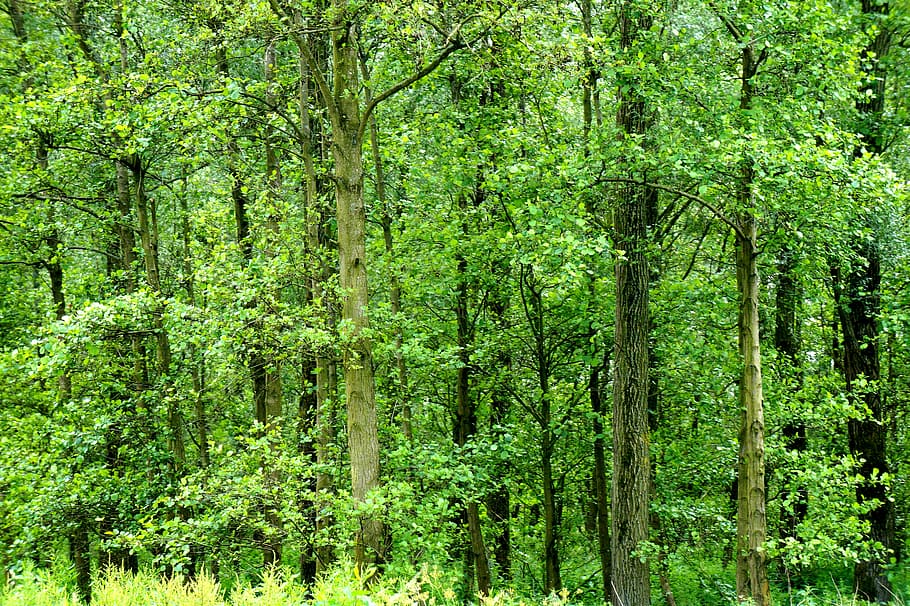 forest, netherlands, nature, landscape, green, tree, plant HD wallpaper