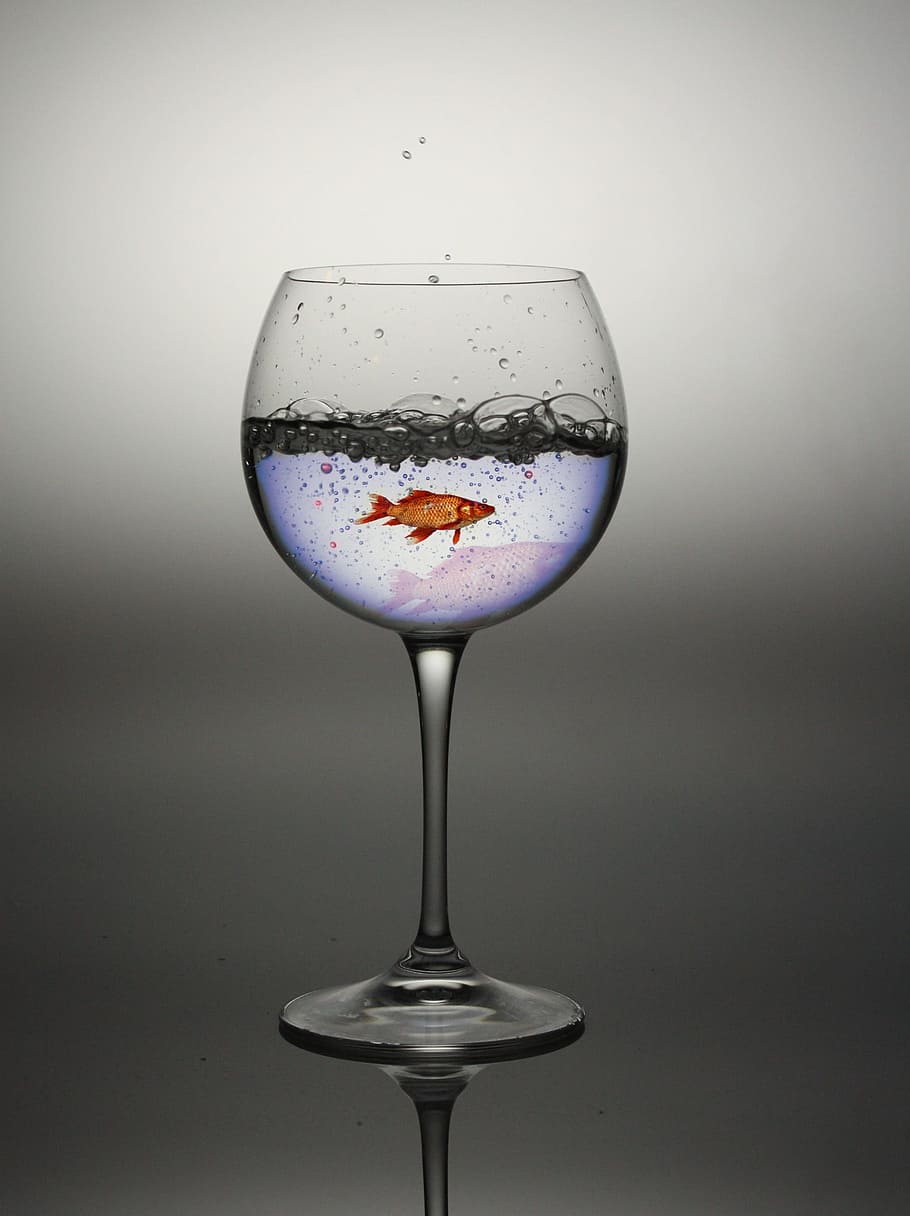 clear wine glass filled with water and orange goldfish, red fish HD wallpaper