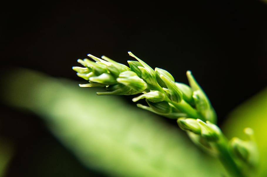 spring, wheat, wild field, stem, green, garden, fruits, vegetables HD wallpaper