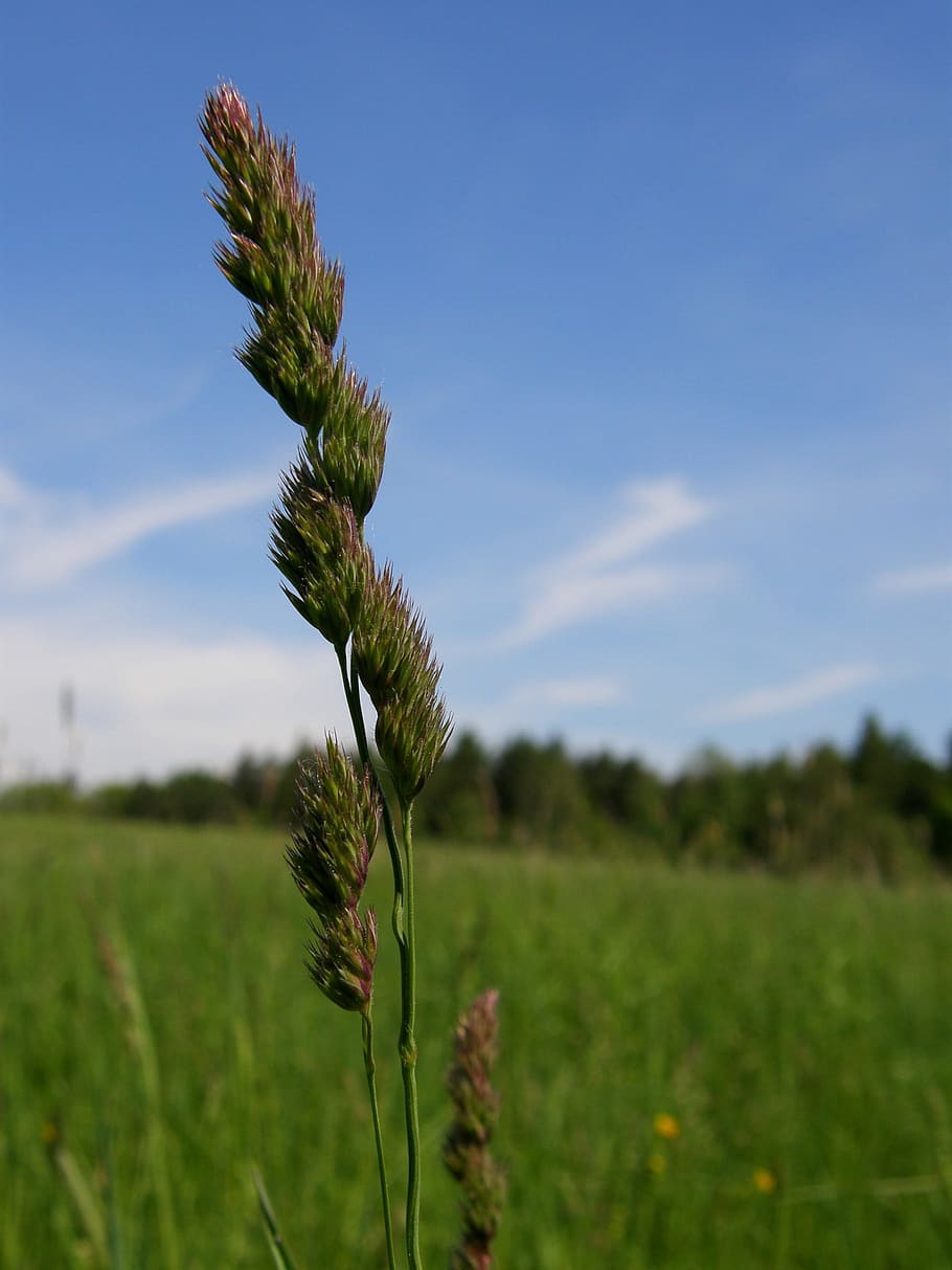 Plant, Grass, Clouds, Landscape, sky, macro, close-up, nature HD wallpaper