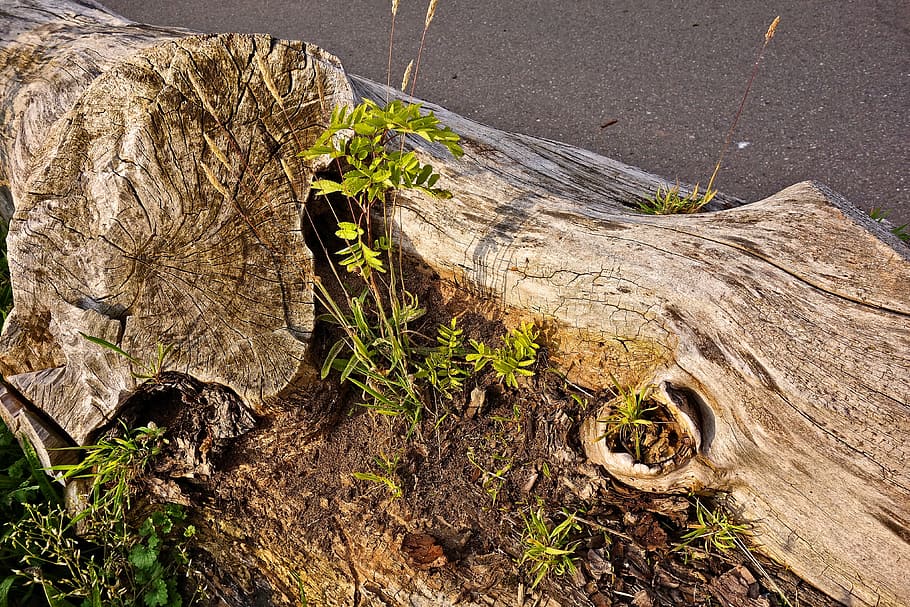 log, wood, bark, grain, weathered, old log, decay, growth, plants HD wallpaper