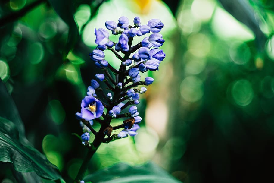 green, leaf, flower, blur, flowering plant, purple, beauty in nature HD wallpaper