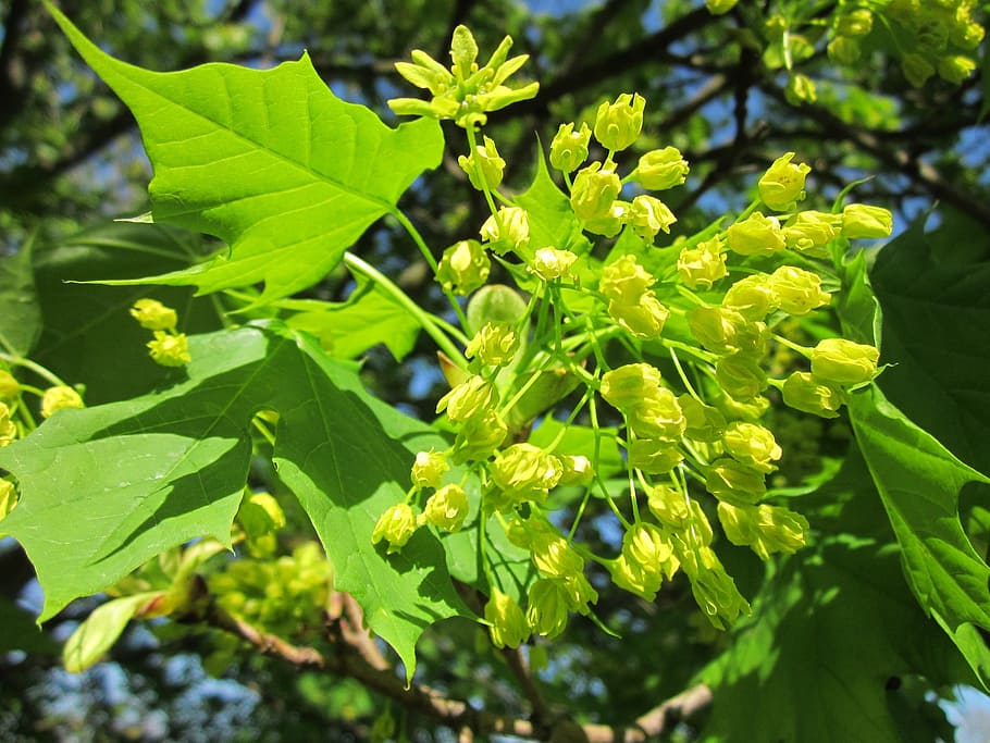 Acer, Maple, Tree, Blooming, inflorescence, flora, botany, plant, HD wallpaper
