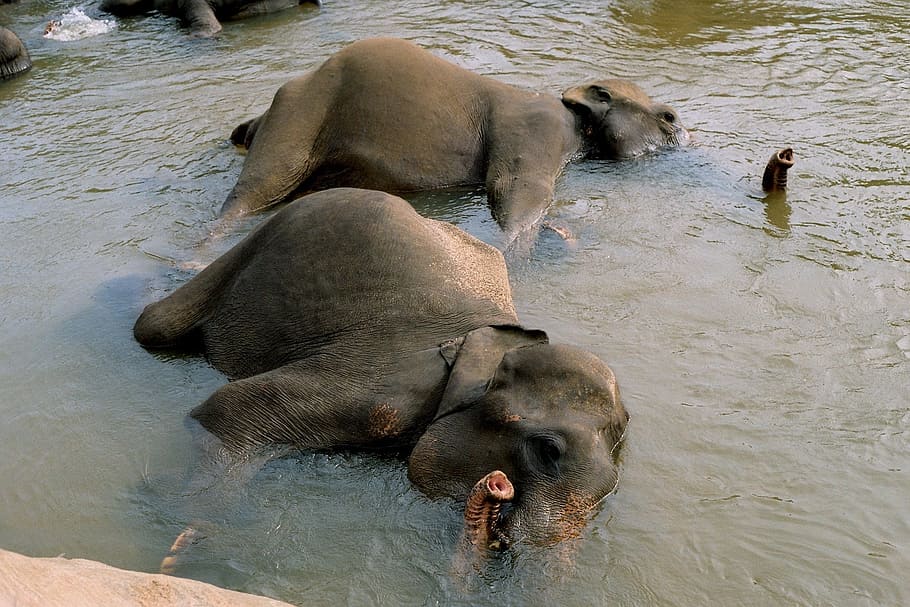 two elephants lying in body of water, bathing elephants, cooling HD wallpaper