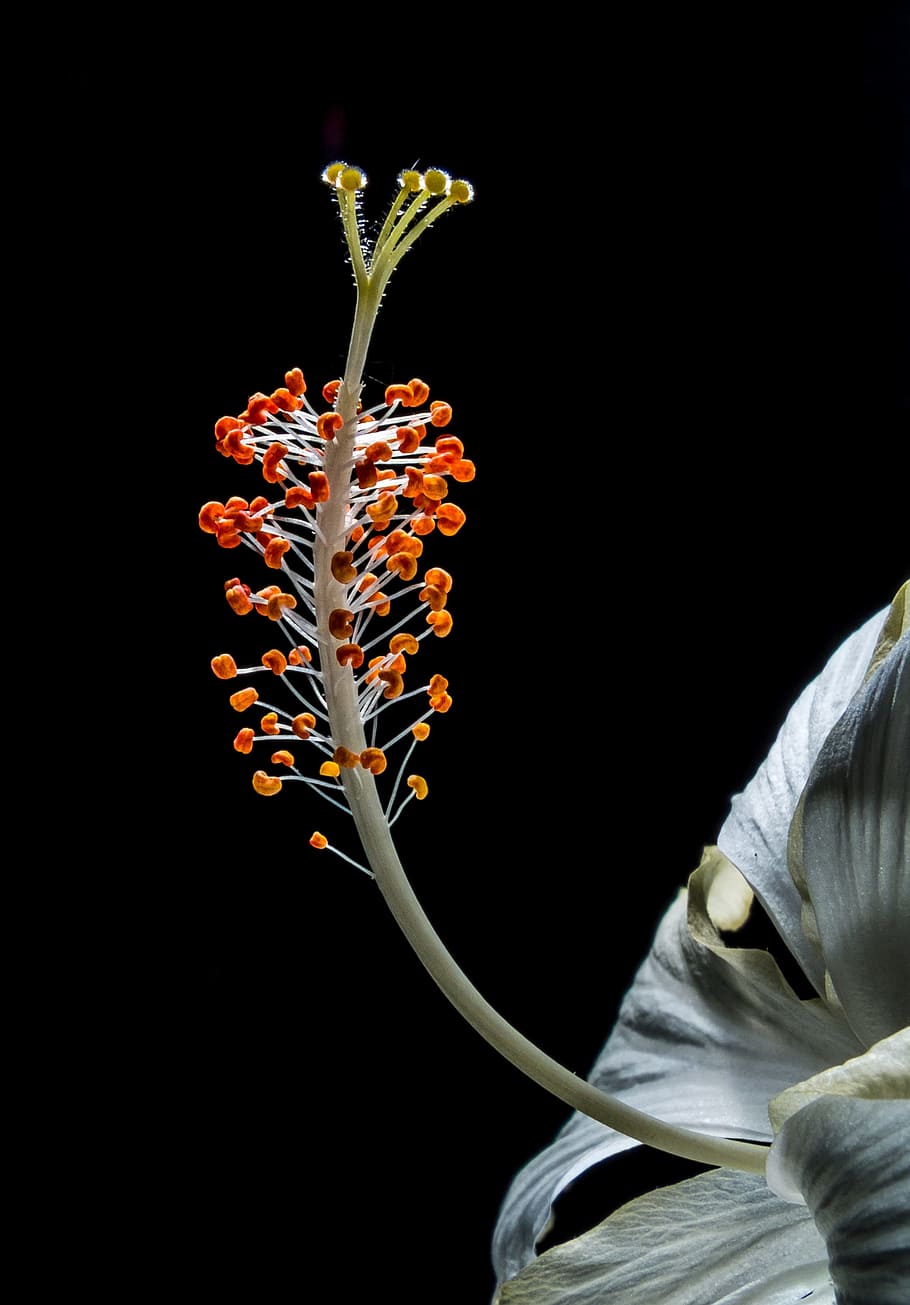 hibiscus, blossom, bloom, flower, white, marshmallow, malvaceae, HD wallpaper