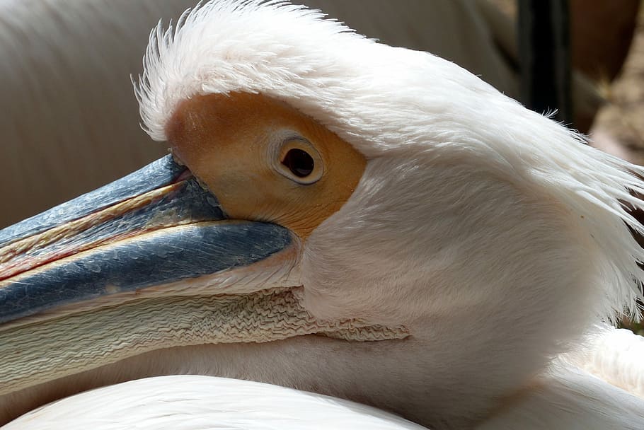 Bird, Head, Beak, Eye, animal, wildlife, nature, pelican, feather HD wallpaper
