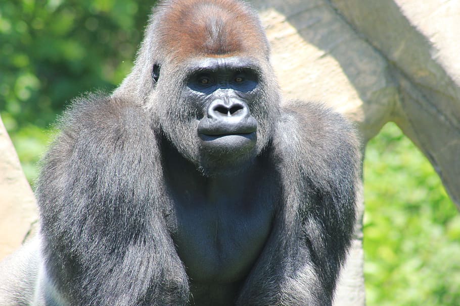 black gorilla, silver back, primate, ape, hairy, wildlife, nature HD wallpaper