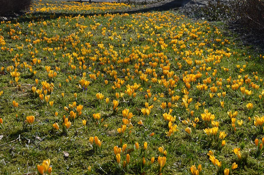 Spring, Crocus, Flowers, Blooming, nature, yellow, agriculture HD wallpaper