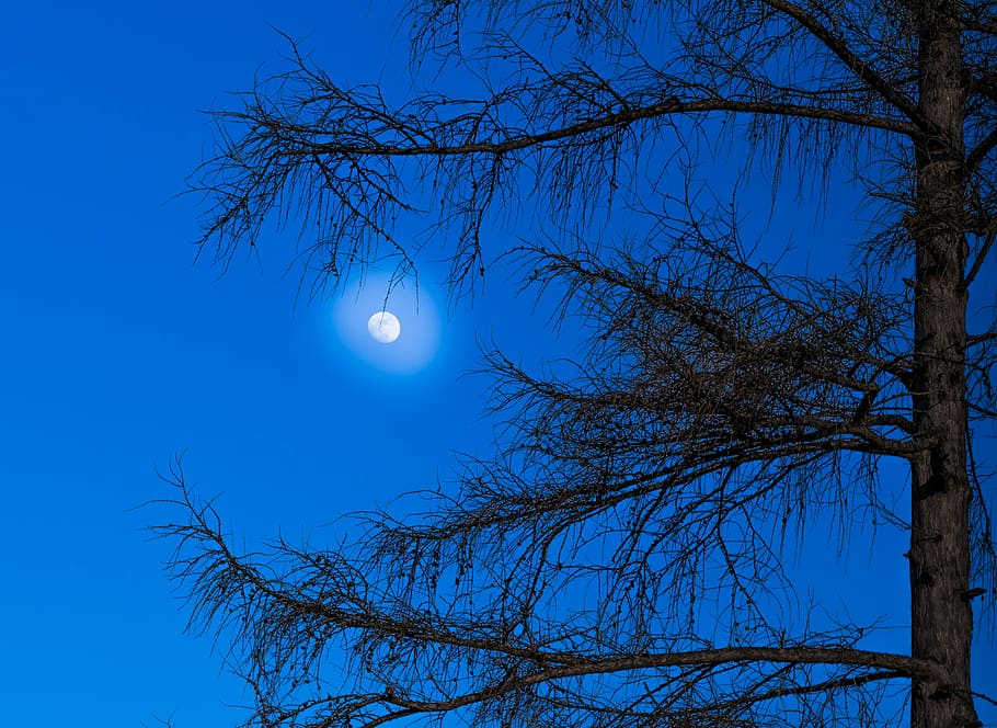 green leaf tree during night time, moon, larch, mood, mystical HD wallpaper