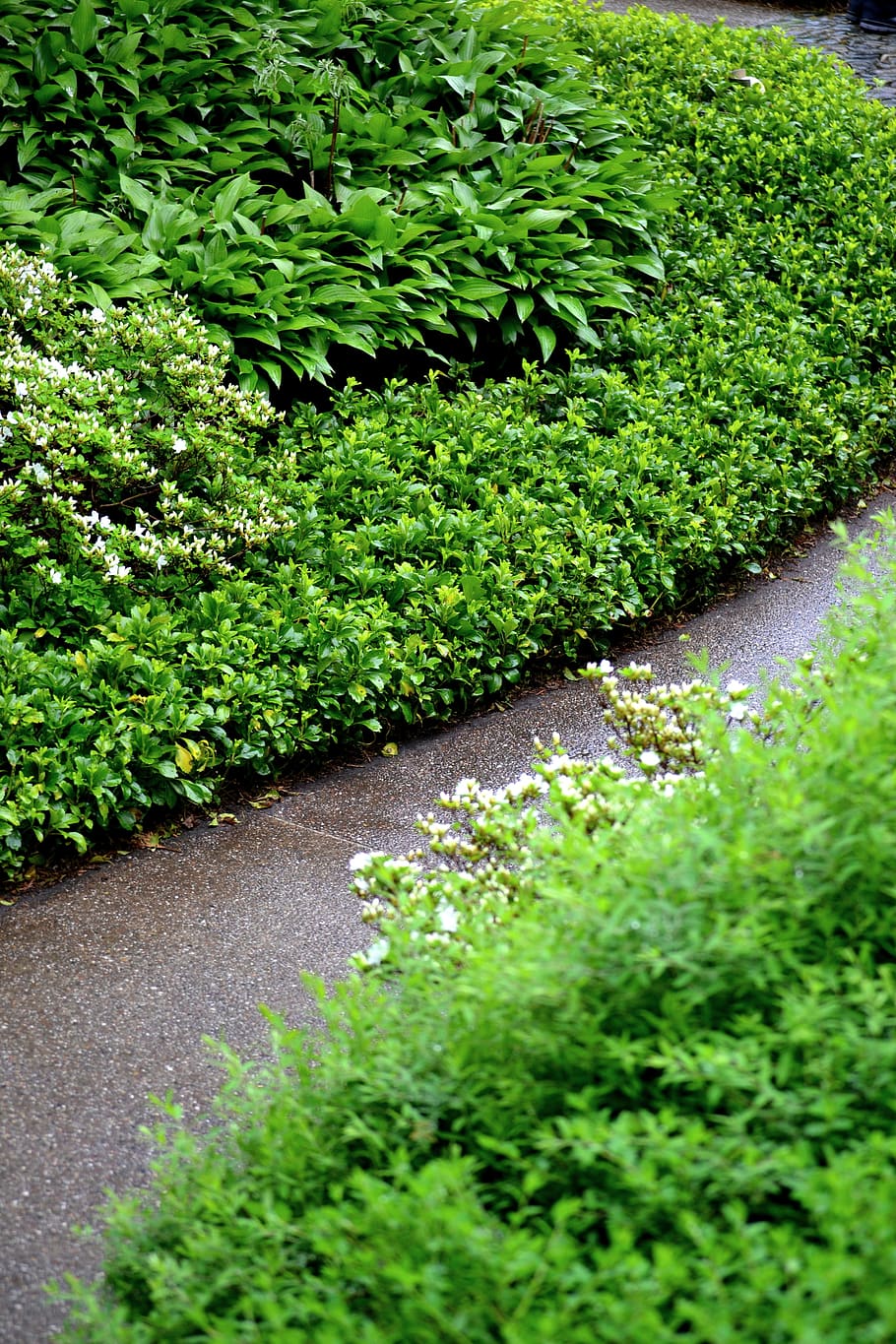 away, garden, hedge, green color, plant, growth, nature, no people HD wallpaper