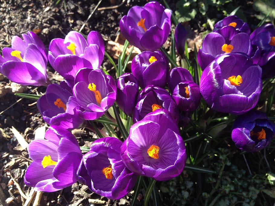 crocus, flower, spring, purple, bloom, blossom, floral, nature HD wallpaper