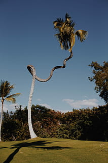 Twisted Palm, green leafed trees under blue sky, palm tree, plant HD wallpaper