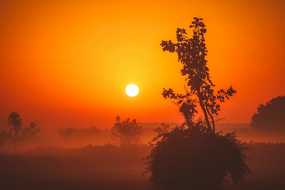 silhouette of leaf trees during golden hour, sunrise, morning, HD wallpaper