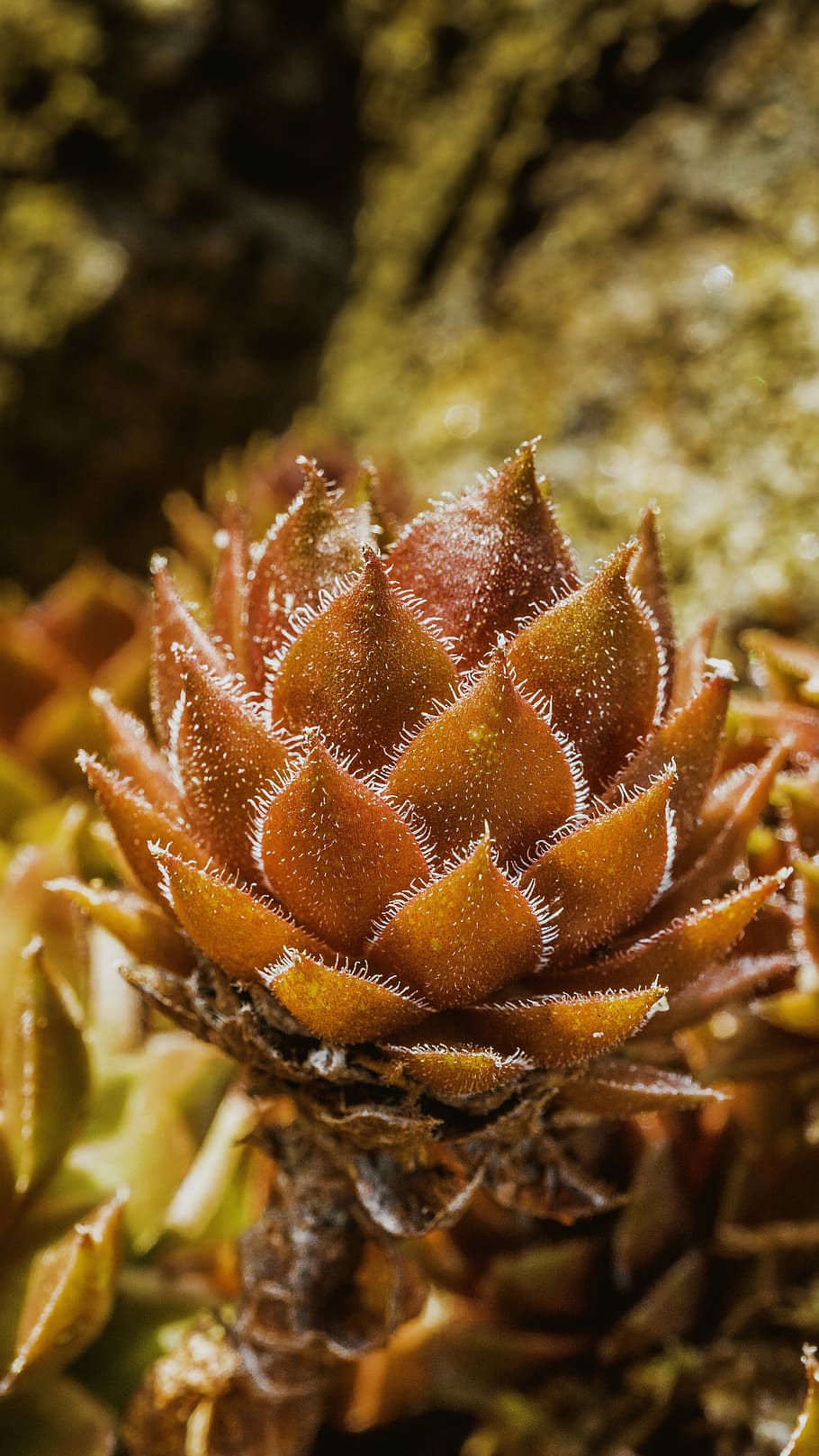 Ground Cover, Cactus, Macro, nature, plant, outdoors, no people HD wallpaper