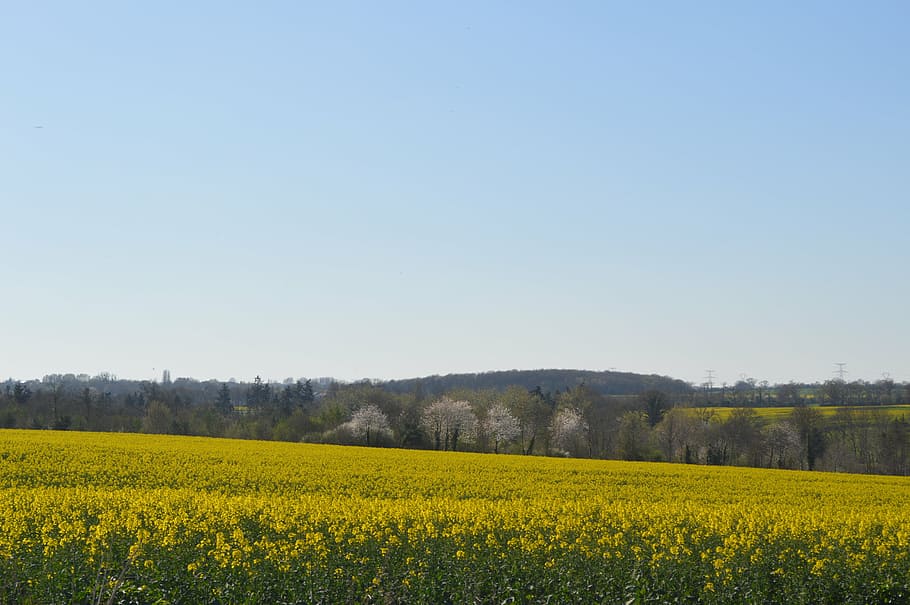 normandy, field, green, fields, agricultural land, agriculture HD wallpaper