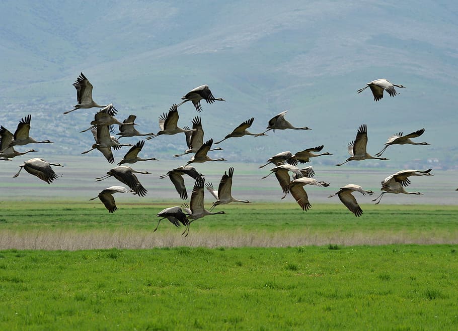 Crane, Homesickness, Flight, trip, flock of birds, large group of animals, HD wallpaper