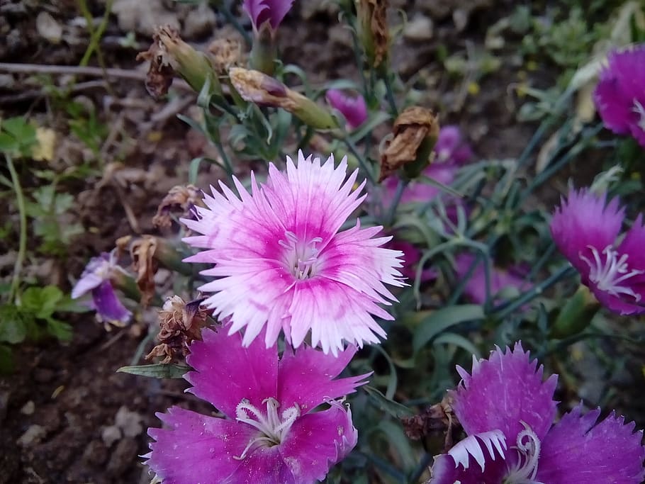 nature, flower, flora, leaf, blooming, flowering plant, freshness HD wallpaper