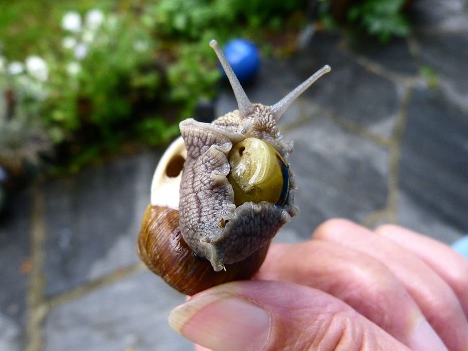 Snail, Shell, Nature, Animal, Hand, finger, slimy, close-up HD wallpaper