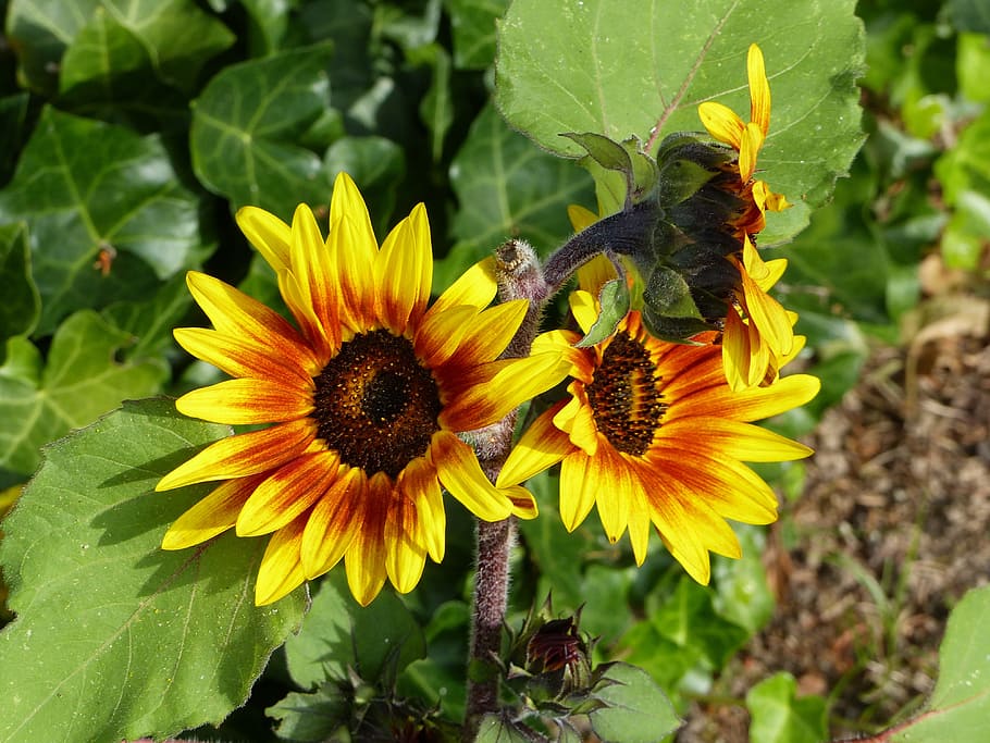 sunflower, red, yellow, summer, blossom, bloom, summer flower HD wallpaper