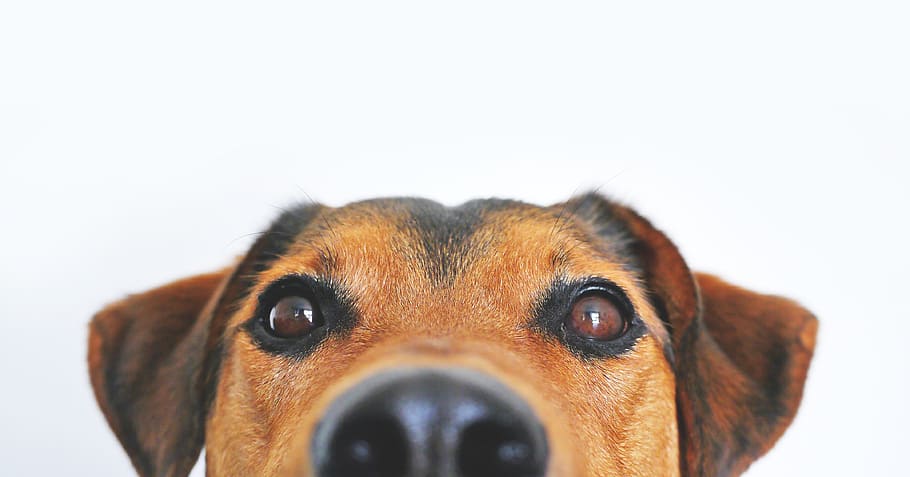 close-up photo of short-coated black and tan dog, view, funny