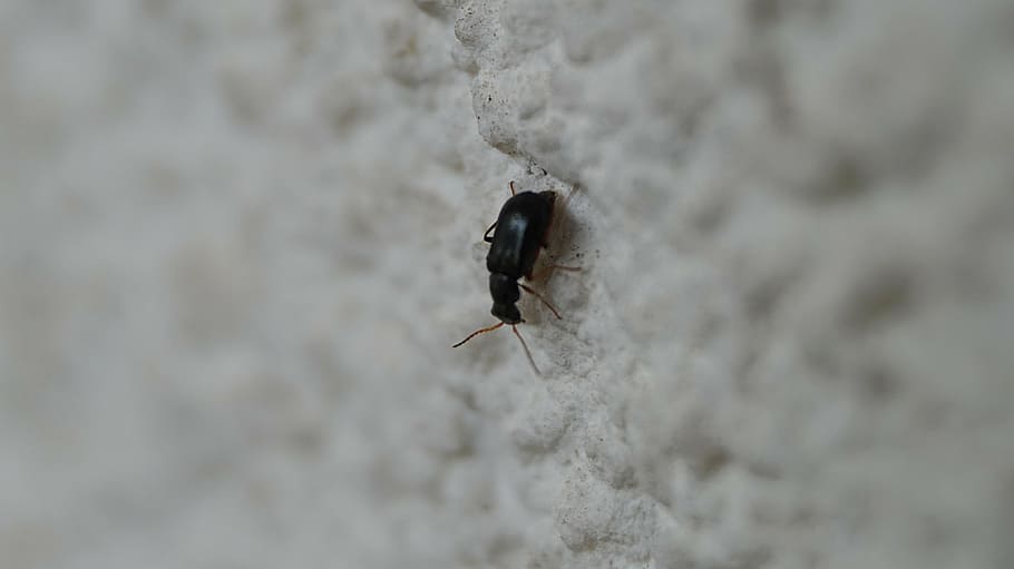 beetle, insect, macro, close, animal, animal themes, animals in the wild HD wallpaper