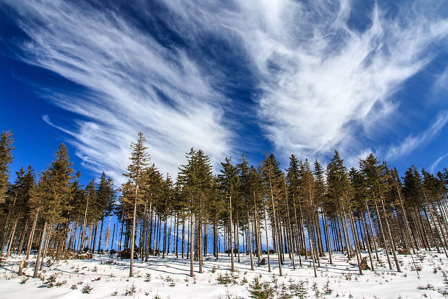 cold, forest, landscape, low angle shot, outdoors, perspective HD wallpaper