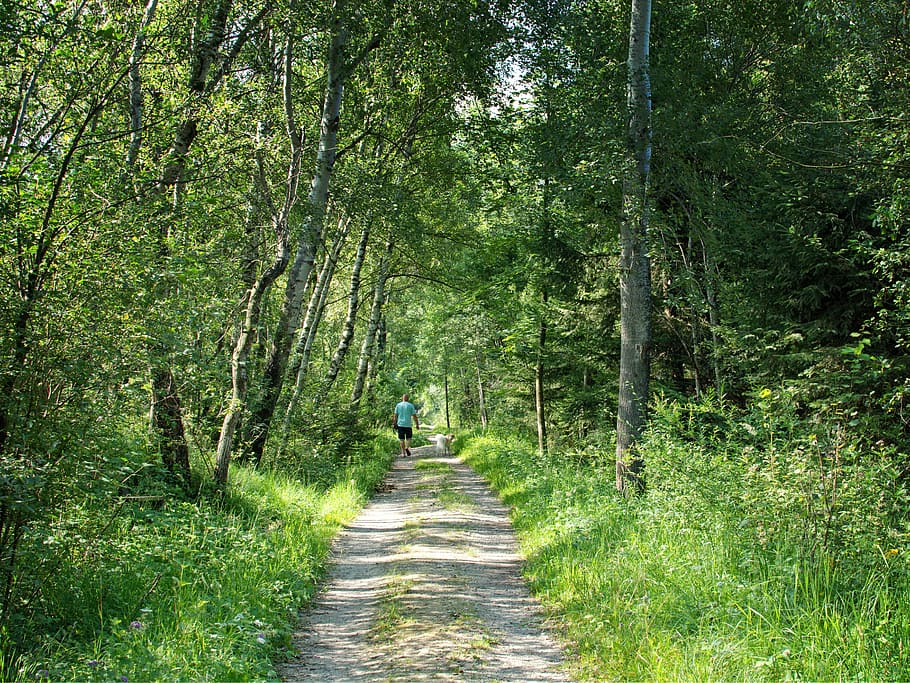 away, forest, trees, human, nature, walk, hiking, holiday, recovery HD wallpaper