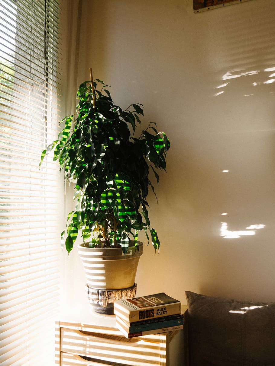 green leafed plant on gray pot near window blinds, green plant