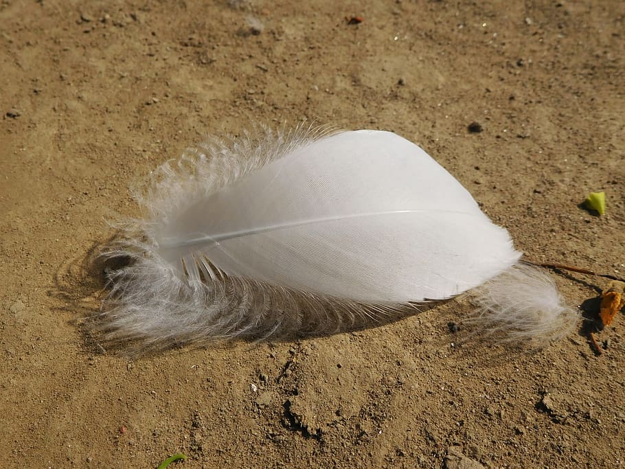 feather, wing, and, nature, white, bird, land, high angle view HD wallpaper