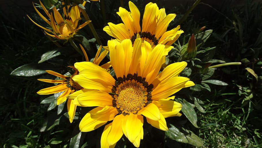 flower, garden, yellow, flowering plant, vulnerability, fragility HD wallpaper