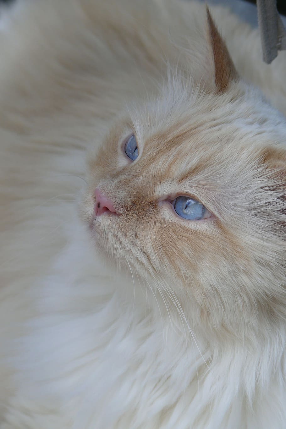 cat, blue eye, animals, cat's eyes, cat face, mainecoon, domestic cat, HD wallpaper