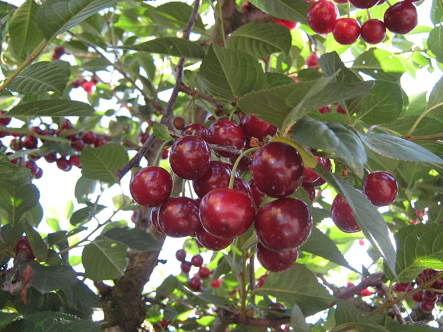 cherry, fruits, fruit tree, food and drink, healthy eating HD wallpaper