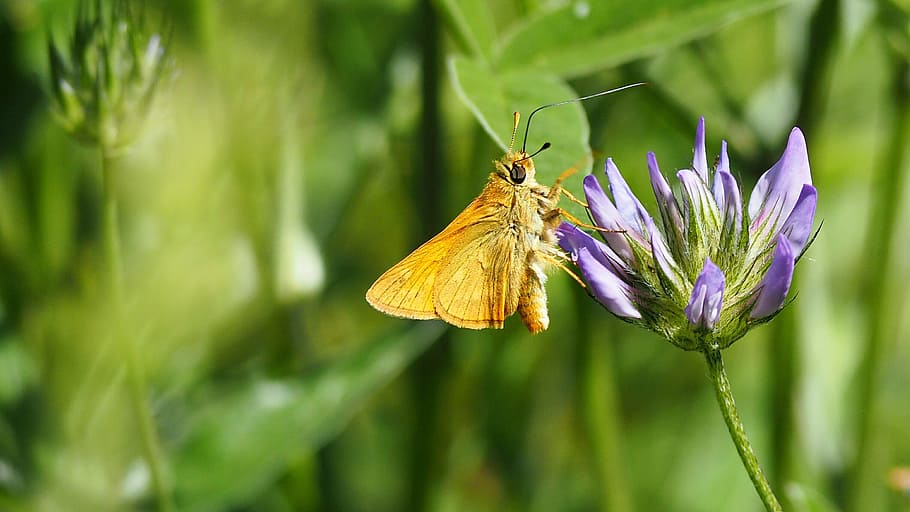 Nature, Butterfly, Flower, Macro, nature butterfly, insect HD wallpaper