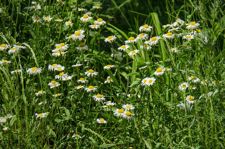 chamomile, flowers, daisy, white, white flowers, summer, june HD wallpaper