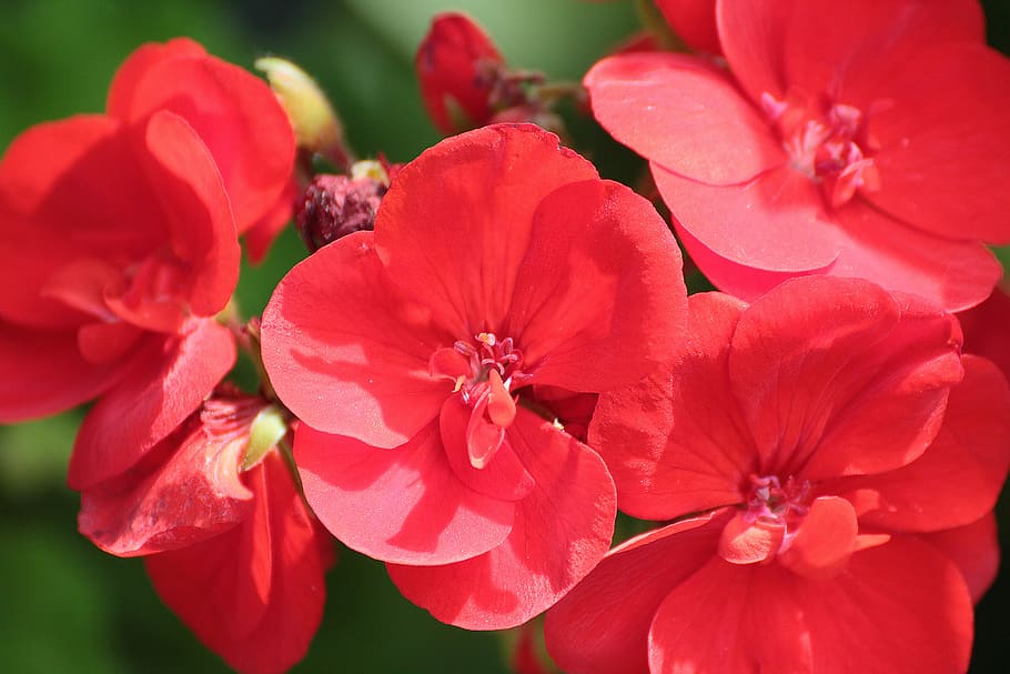 geranium, red, blossom, bloom, flower, close, flowering plant HD wallpaper
