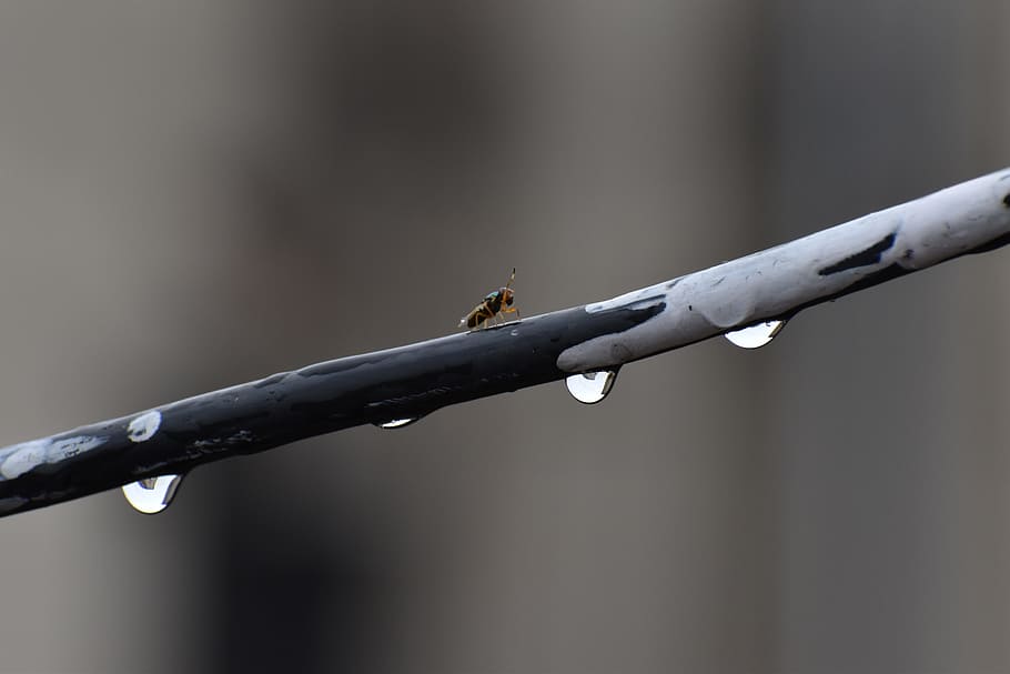 rain drops, fly, walking, wire, animal themes, animals in the wild HD wallpaper