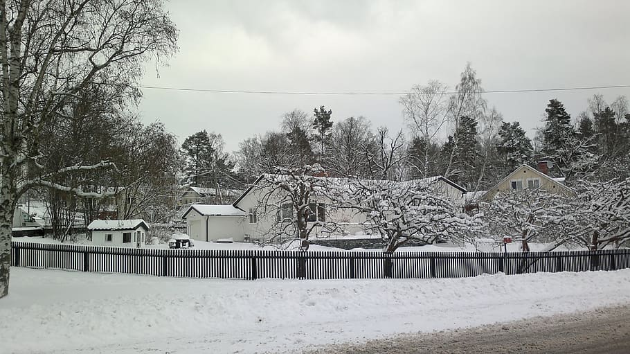 winter, tree, snow, nature, cold temperature, built structure HD wallpaper