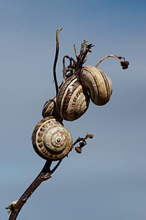 Snails, Shell, Branch, Sky, animal themes, gastropod, animals in the wild HD wallpaper