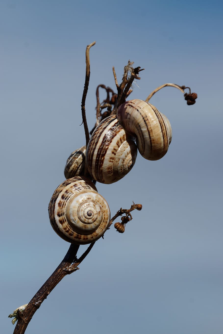 Snails, Shell, Branch, Sky, animal themes, gastropod, animals in the wild HD wallpaper