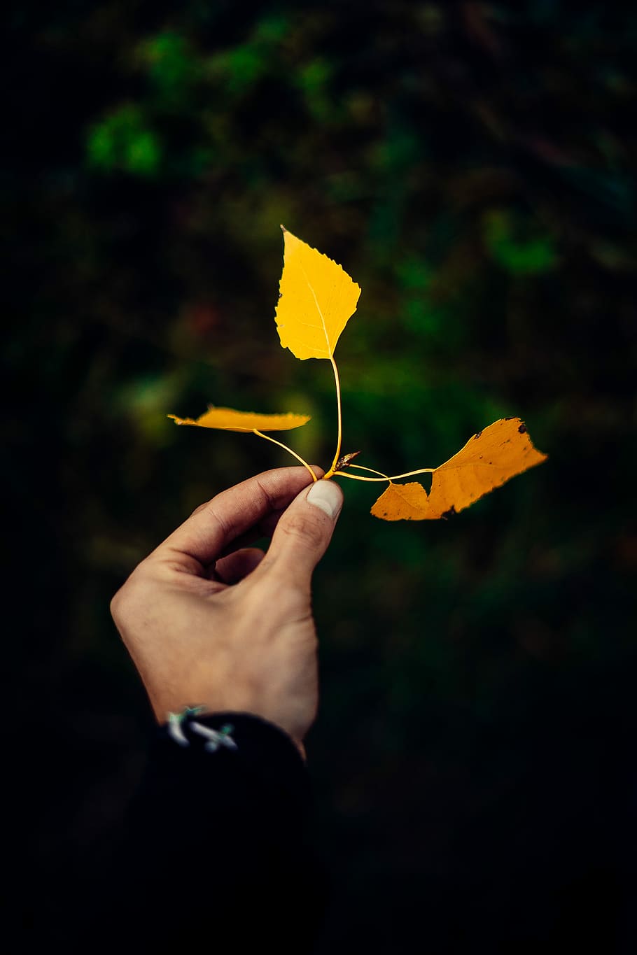 person holding dried leaf, person holding maple leaf, leaves HD wallpaper