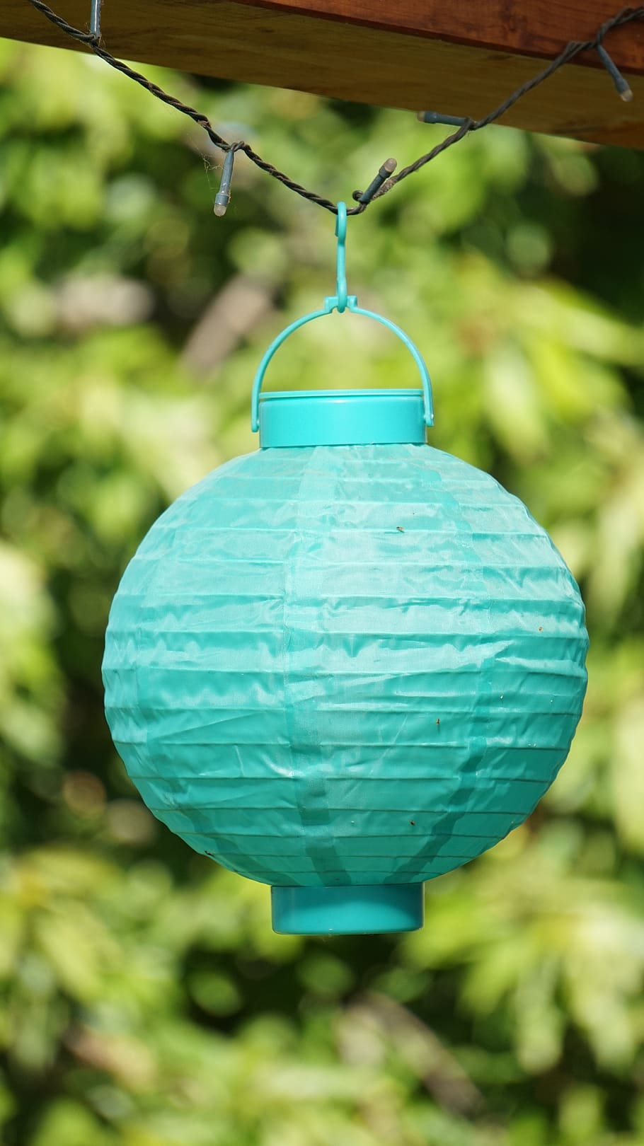 lampion, nature, summer, hanging, focus on foreground, close-up HD wallpaper