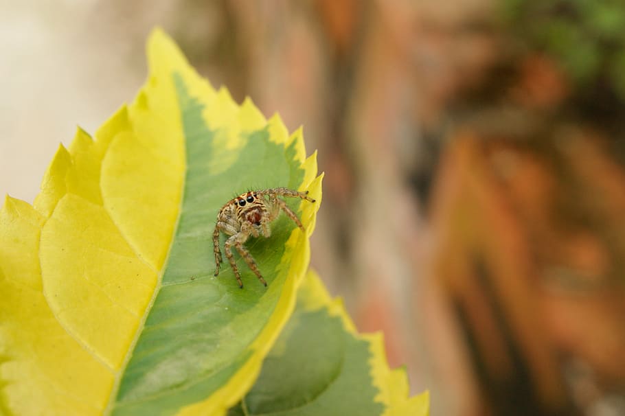 nature, insects, spider, the, virginia, quindio, colombia, invertebrate HD wallpaper