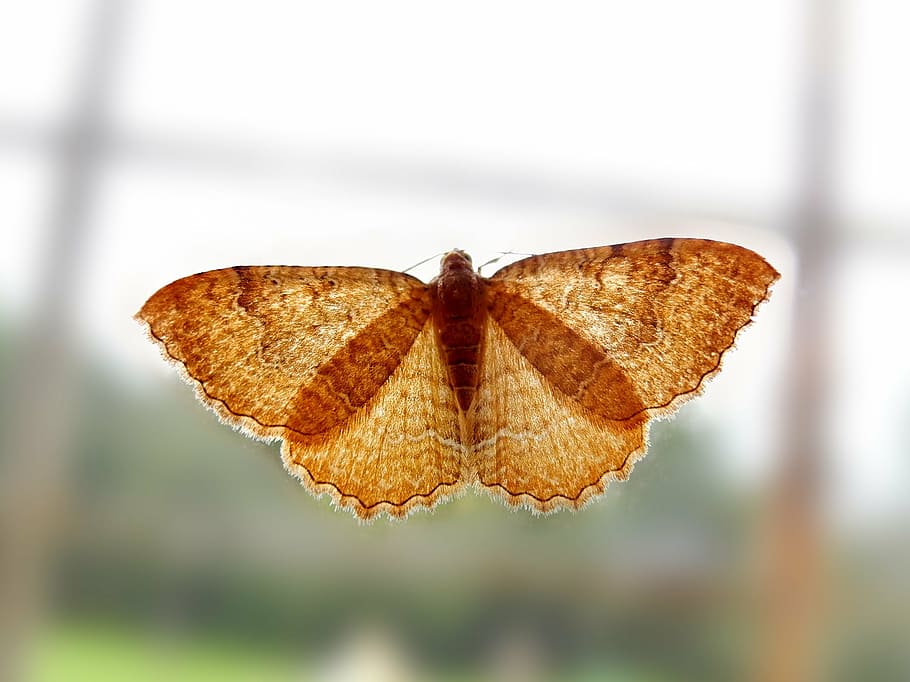 butterfly, window, insect, close-up, no people, focus on foreground HD wallpaper