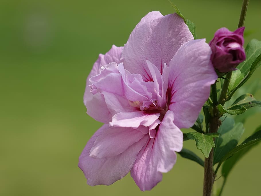 flower, hibiscus, pink, flowering plant, petal, fragility, beauty in nature HD wallpaper
