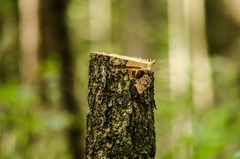 forest, slice, gardening, trunk, cut, tree, sawn timber, nature HD wallpaper