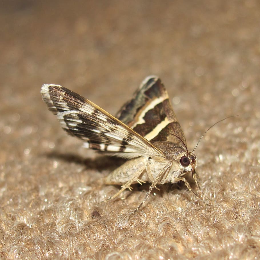 moths, brown, insects, bugs, fly, still life, sitting, clothes HD wallpaper