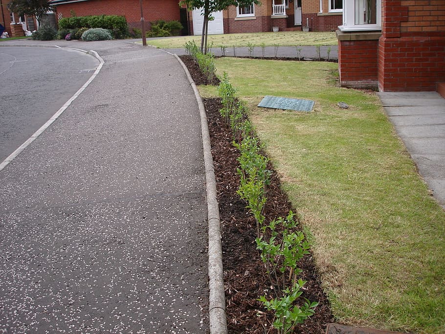 Hedging, Green, Plant, planted, gardening, bush, spring, growth HD wallpaper