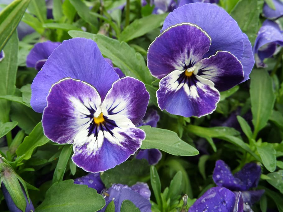 pansy, viola, purple, violet, blue, blossom, bloom, flora, park HD wallpaper