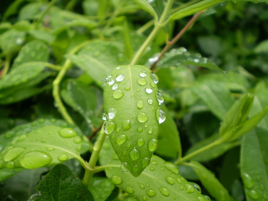 rain, leaves, wet, drops, green color, water, plant, growth HD wallpaper