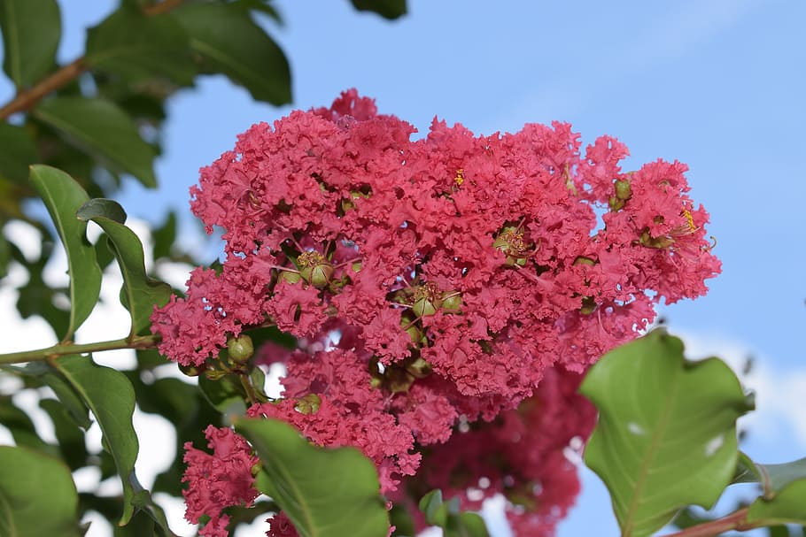 flower, flora, nature, tree, branch, blooming, outdoors, petal HD wallpaper